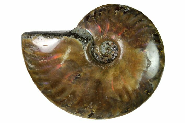 Red Flash Ammonite Fossil - Madagascar #151705